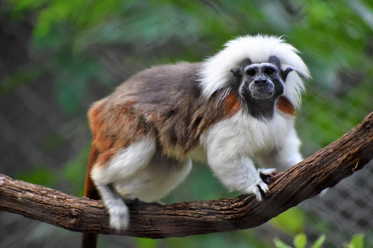 top en coton tamarin